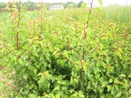 Prunus armeniaca 'Canino'