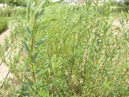 Salix triandra - Osier brun