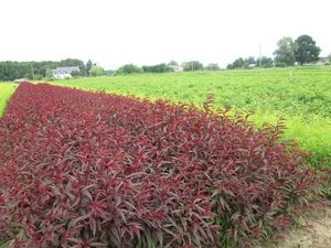 Prunus persica 'Rubira'